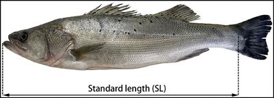 Body size and age estimation of Chinese sea bass (Lateolabrax maculatus) and evidence of Late Neolithic fishing strategies, a case study from the Guye site